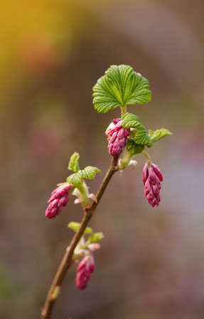 Bush flowers in early springの写真素材
