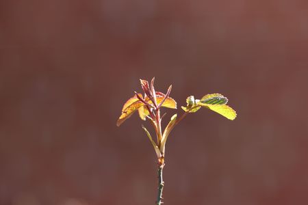A photo of beautiful flowers in South Africaの写真素材