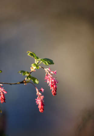 Beautiful flowers early morning in my gardenの写真素材