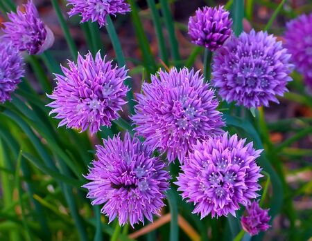 A photo of beautiful flower a summer dayの写真素材