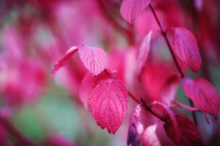 Beautiful leaves in the fallの写真素材