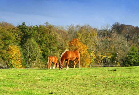 Horses in Danish landscapeの写真素材