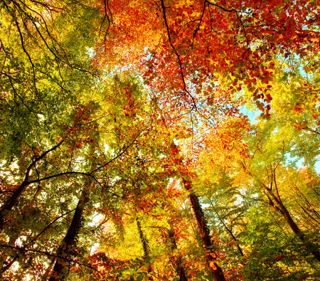 The forest in autumn - colorful