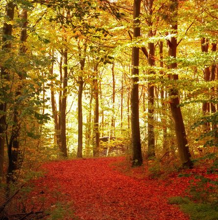 The forest in autumn - colorful