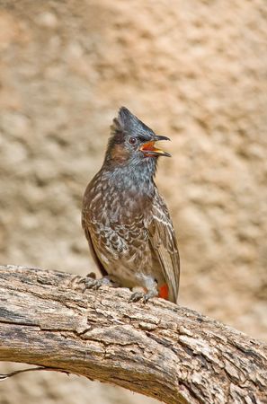 Beautful garden sparrow