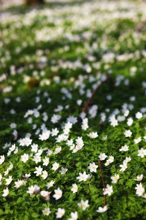 Flowers in the forest in springtimeの写真素材