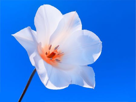     White tulip                           の写真素材