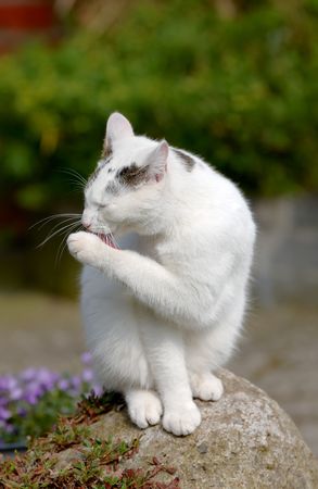 Sweet lovely catの写真素材