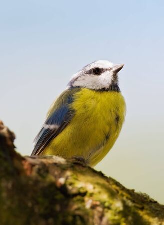 The Great Tit - aka parus majorの写真素材