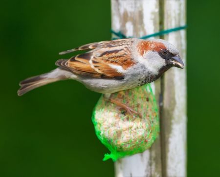 A telephoto of a brown sparrow の写真素材