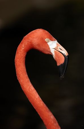 Flamingoの写真素材