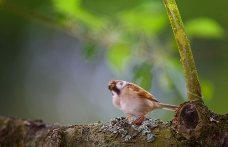 Garden birds in evening light の写真素材