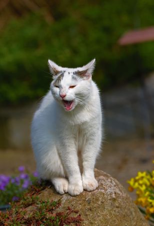 White catの写真素材