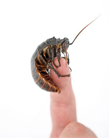 Cockroach on human hand isolated on white background 