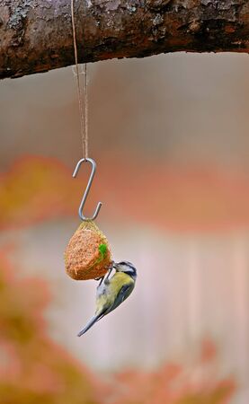 The Great Tit - colorful autumn forestの写真素材