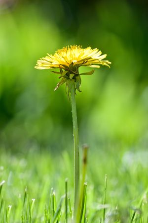 Dandelionの写真素材