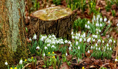 Spring flowersの写真素材