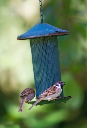 Garden sparrowの写真素材