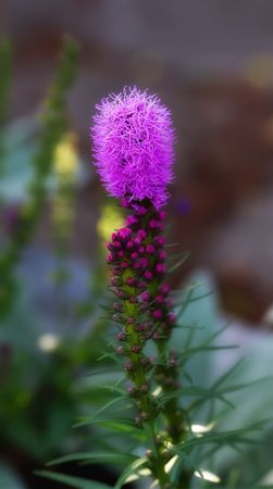 Pinke garden flowersの写真素材