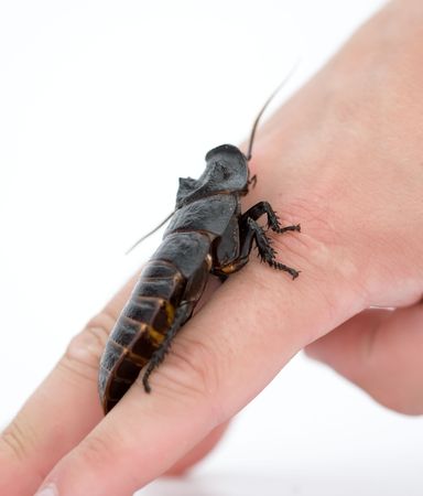 Cockroach on human hand isolated on white background