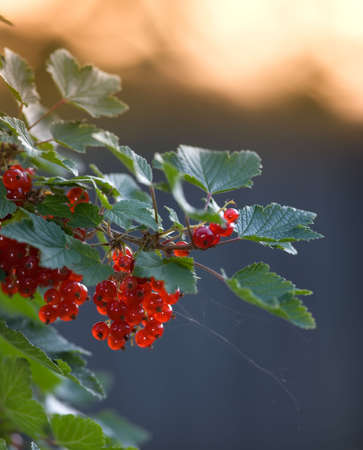 Beautiful red currantの写真素材