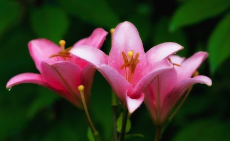 Garden beauty - wonderful flowersの写真素材