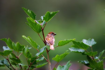Beautiful garden sparrowの写真素材