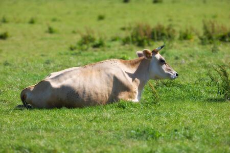 Brown cow a summer dayの写真素材