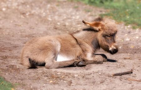 Baby donkey sleepingの写真素材