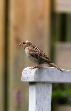 Beautiful young house sparrow and a pole eatingの写真素材