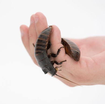 Cockroach on human hand isolated on white backgroundの写真素材