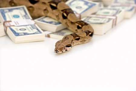 Money snake - danger and wealthの写真素材