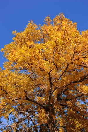The forest in autumn