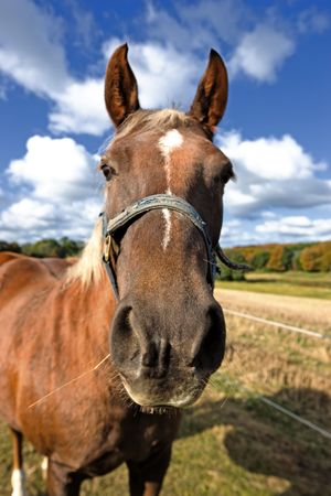 Brown horse outdoor on a sunny day
