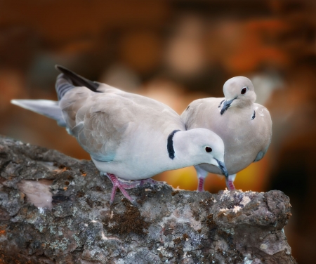 Lovely turtle dove - elegant and beautifulの写真素材