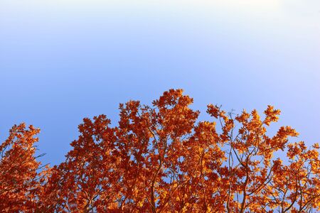 The forest in autumnの写真素材
