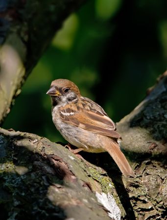 Sparrow in tree - telephoto a summer dayの写真素材