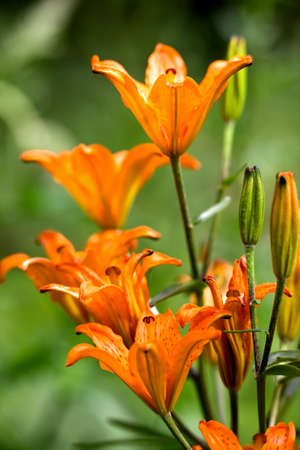 Garden beauty - wonderful flowersの写真素材