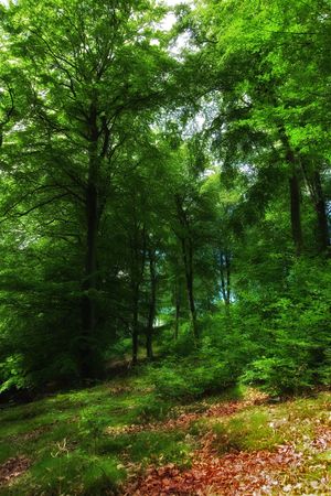 Spring in the forest - green springtime dreamsの写真素材