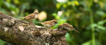 Garden sparrowの写真素材