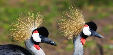 African Crowned Craneの写真素材