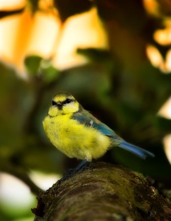 The Great Tit - in a tree at early sunsetの写真素材