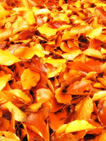 Autumn - natural backgroundの写真素材