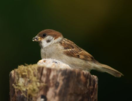 House sparrowの写真素材