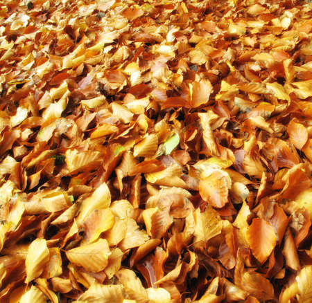 Autumn leaves - useful as backgroundの写真素材