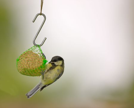 The Great Tit - beautiful birdの写真素材
