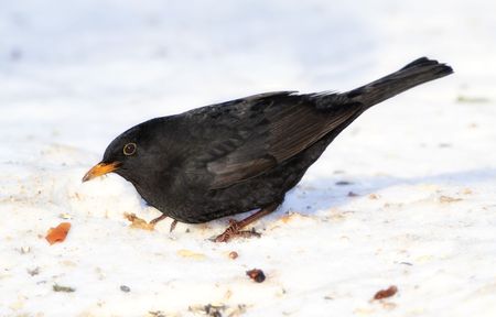 Blackbird  in wintertime in the gardenの写真素材