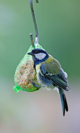 The great tit - beautiful garden bird
の写真素材