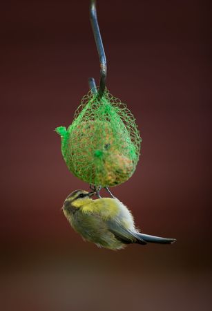 Telephoto of the Great TIt - garden birdの写真素材