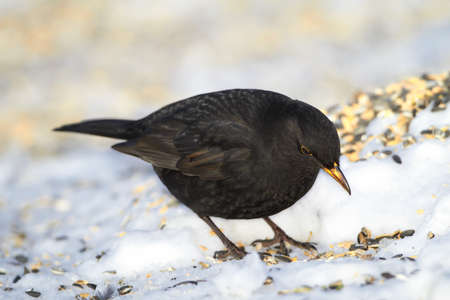 Male Blackbird in wintertime and sunshineの写真素材